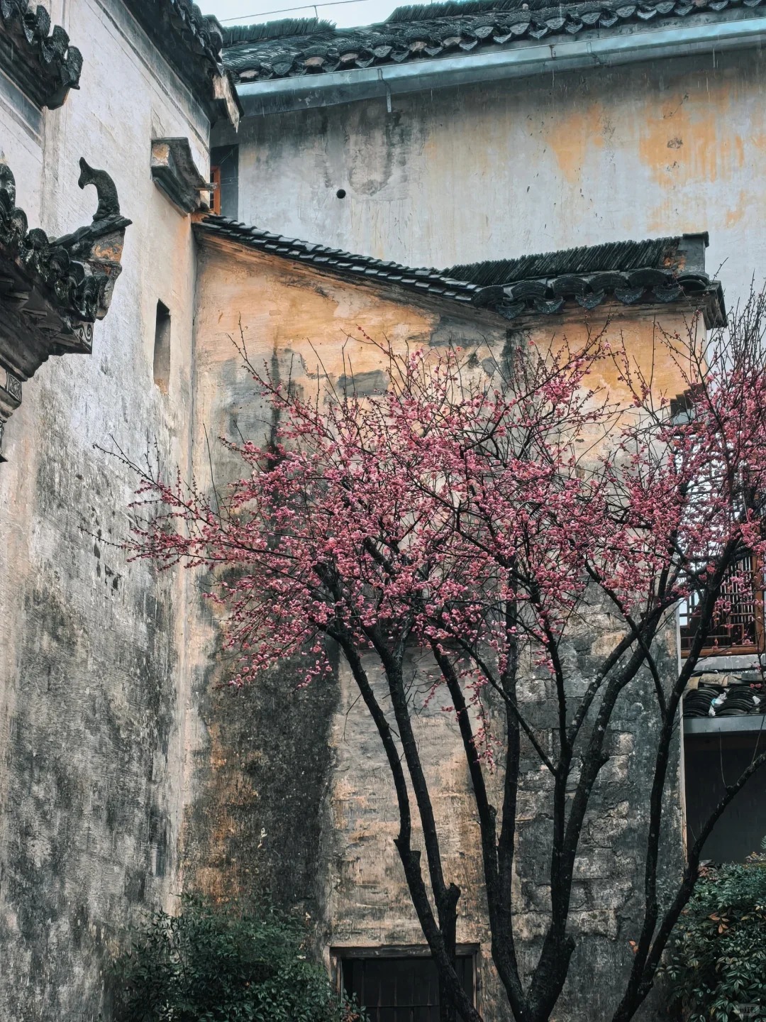 🌿 闯入水墨画里的春天 🏮_3_晓枫_宏村西递-古镇-来自52tours 我爱旅游网